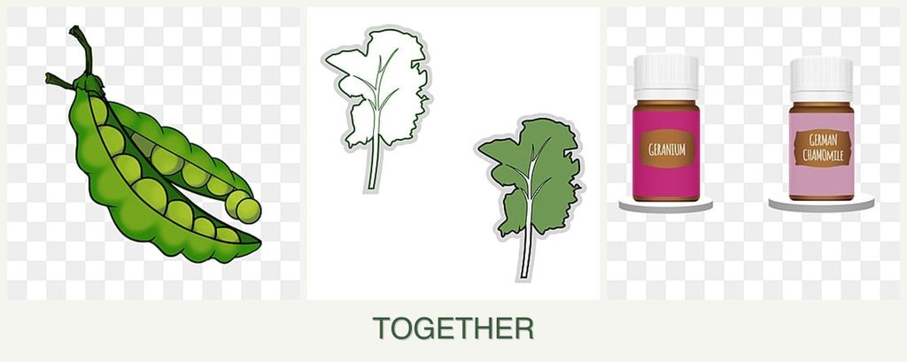 Can you plant peas, kale and geraniums together?