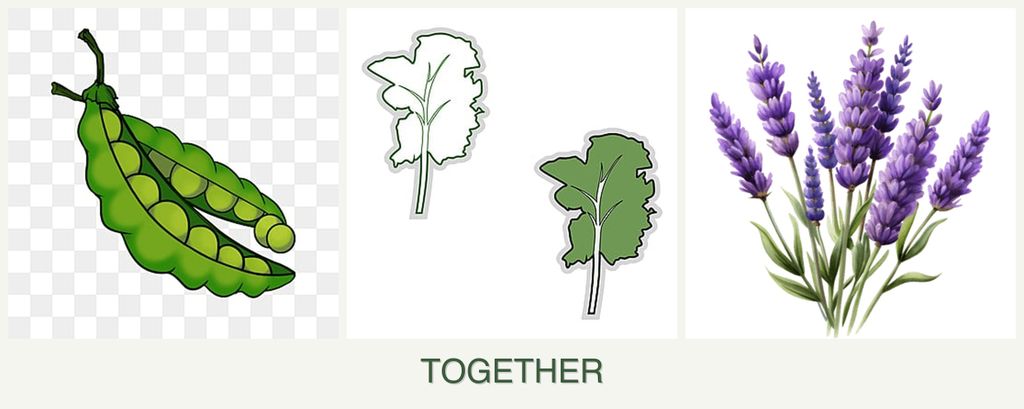 Can you plant peas, kale and lavender together?