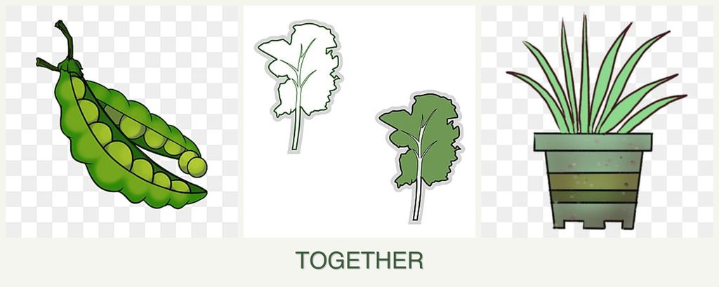 Can you plant peas, kale and lemongrass together?
