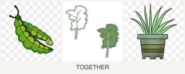 Can you plant peas, kale and lemongrass together?