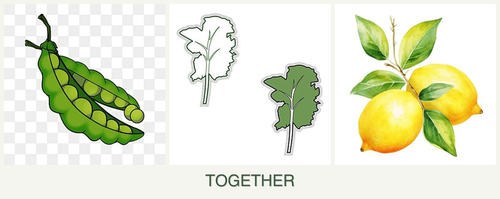 Can you plant peas, kale and lemons together?