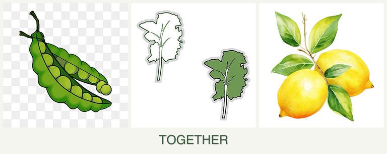 Can you plant peas, kale and lemons together?