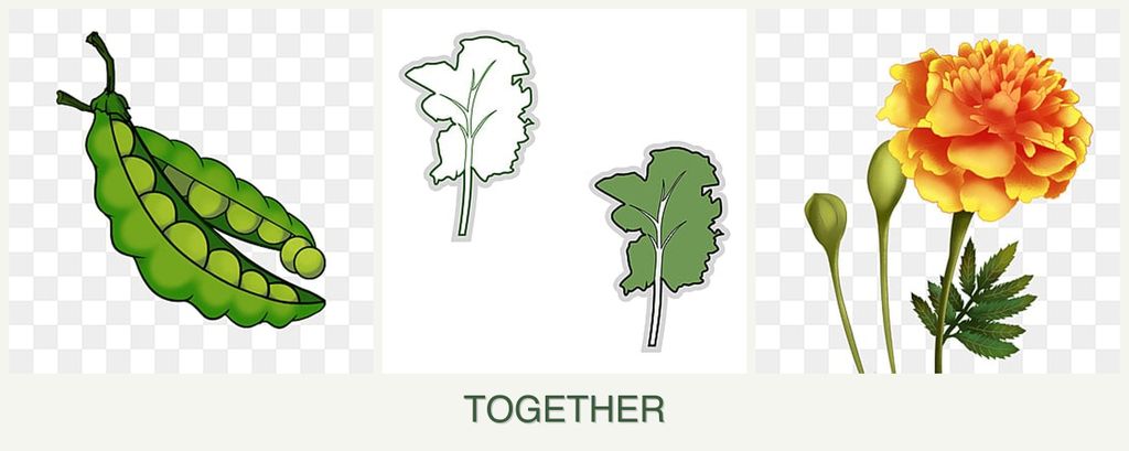 Can you plant peas, kale and marigolds together?