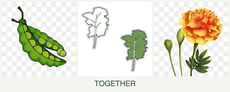 Can you plant peas, kale and marigolds together?