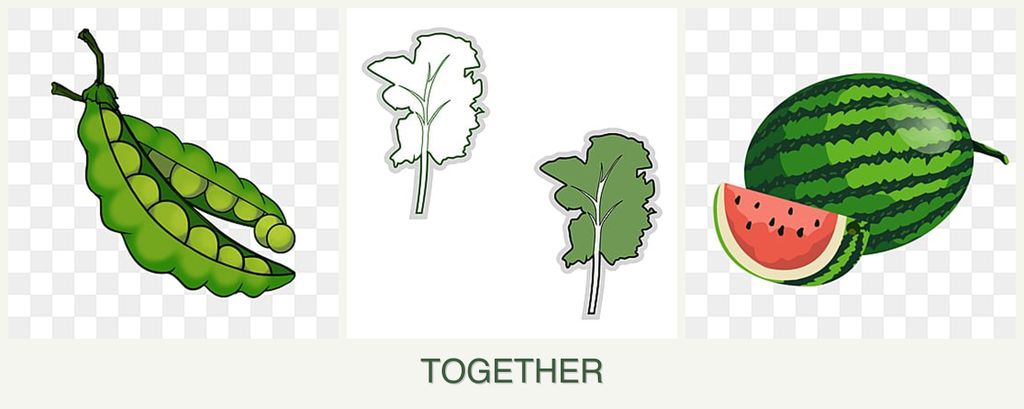 Can you plant peas, kale and melons together?
