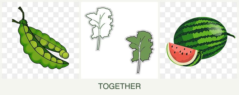 Can you plant peas, kale and melons together?