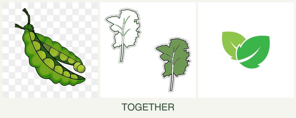 Can you plant peas, kale and mint together?