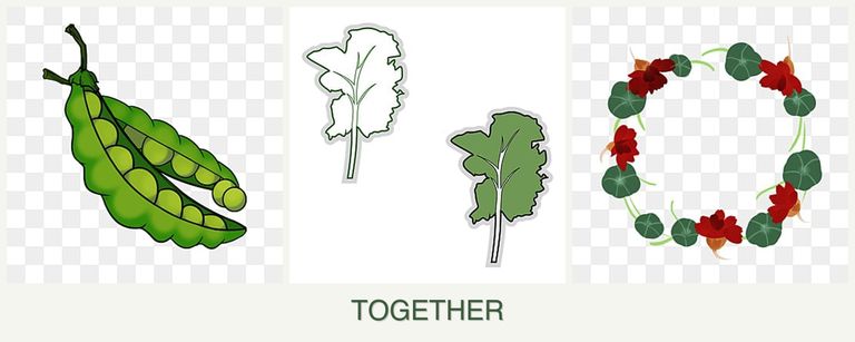 Can you plant peas, kale and nasturtiums together?