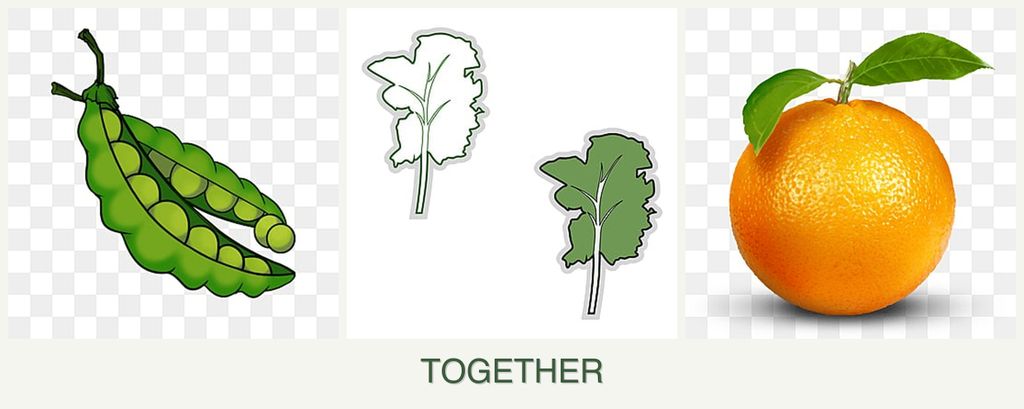 Can you plant peas, kale and oranges together?