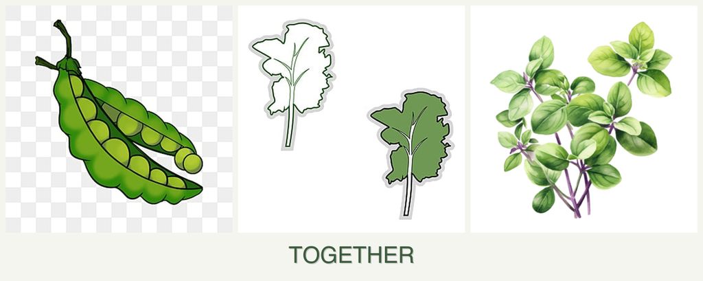 Can you plant peas, kale and oregano together?