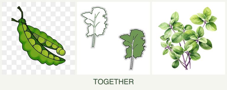 Can you plant peas, kale and oregano together?