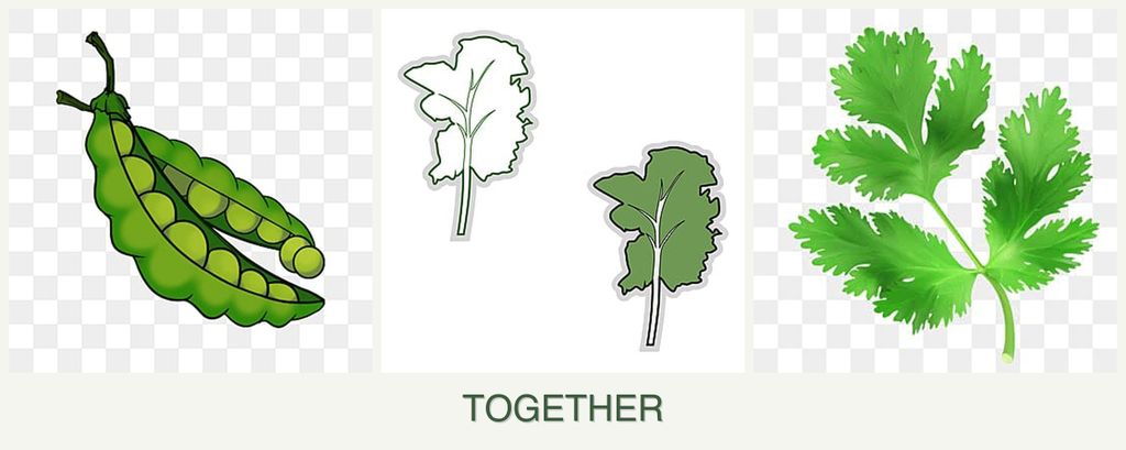 Can you plant peas, kale and parsley together?