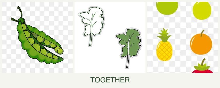 Can you plant peas, kale and pears together?