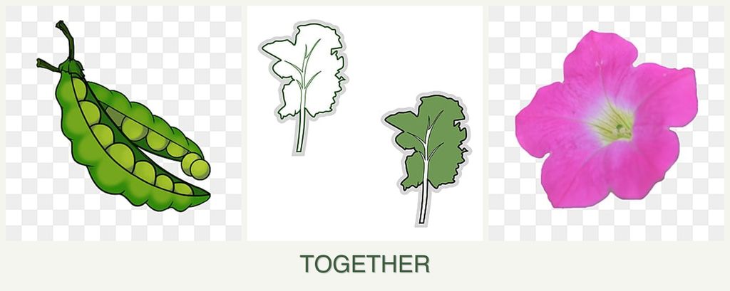 Can you plant peas, kale and petunias together?