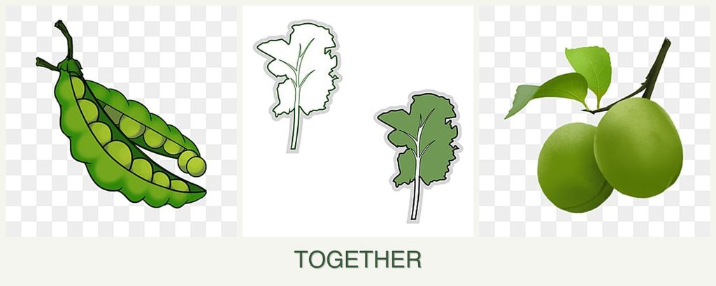 Can you plant peas, kale and plums together?