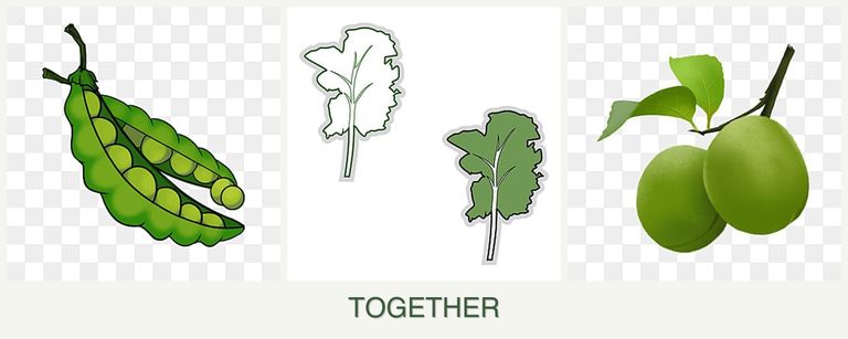 Can you plant peas, kale and plums together?