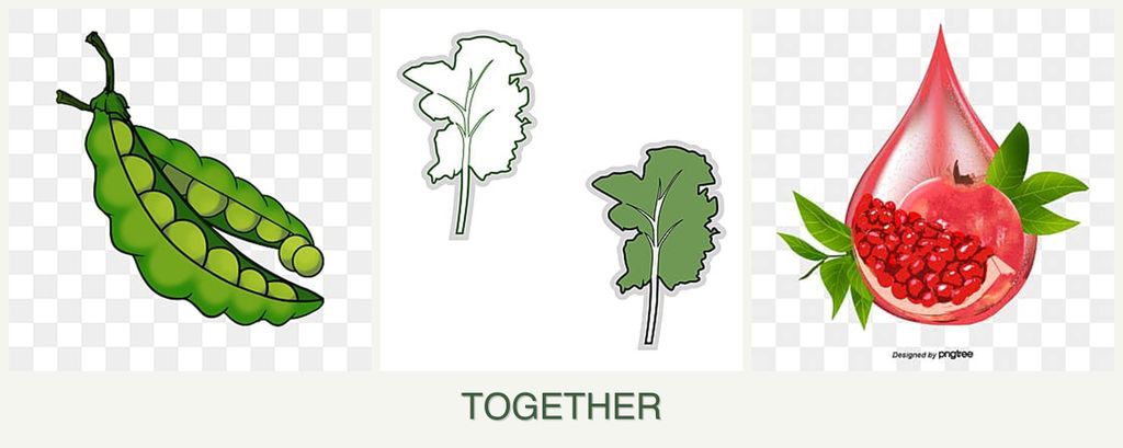 Can you plant peas, kale and pomegranates together?