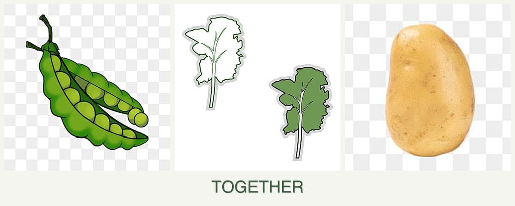 Can you plant peas, kale and potatoes together?