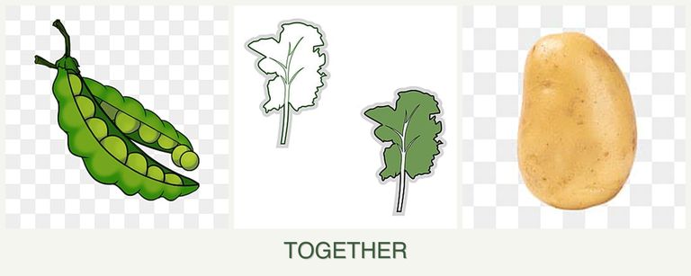 Can you plant peas, kale and potatoes together?