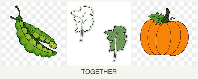 Can you plant peas, kale and pumpkin together?