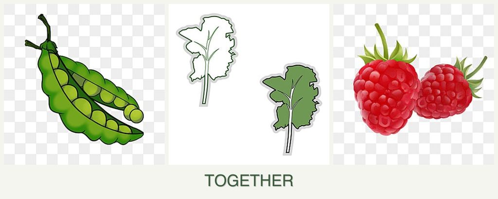 Can you plant peas, kale and raspberries together?