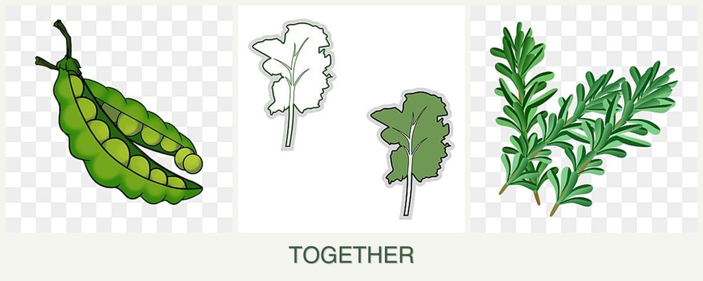 Can you plant peas, kale and rosemary together?