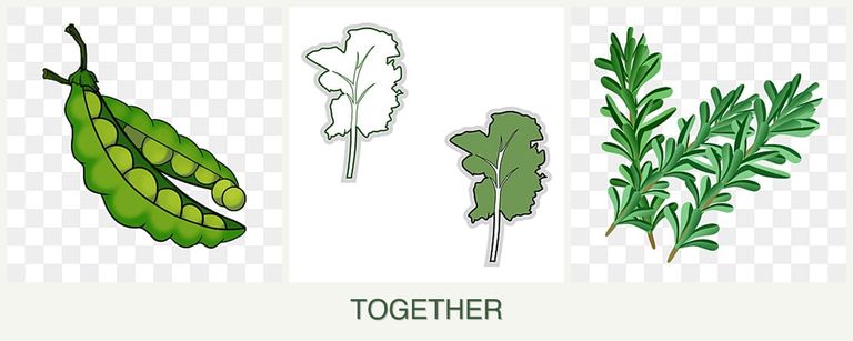 Can you plant peas, kale and rosemary together?