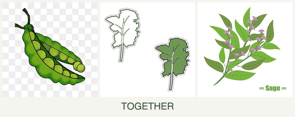 Can you plant peas, kale and sage together?