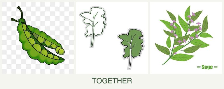 Can you plant peas, kale and sage together?