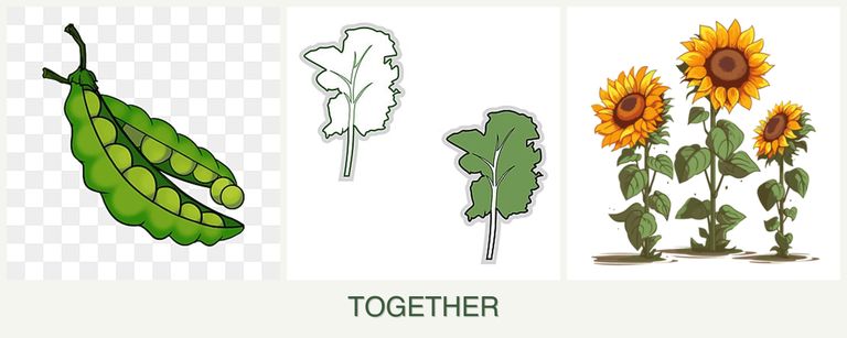 Can you plant peas, kale and sunflowers together?