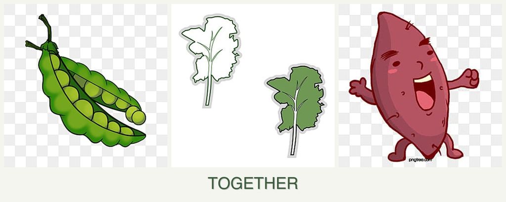 Can you plant peas, kale and sweet potatoes together?