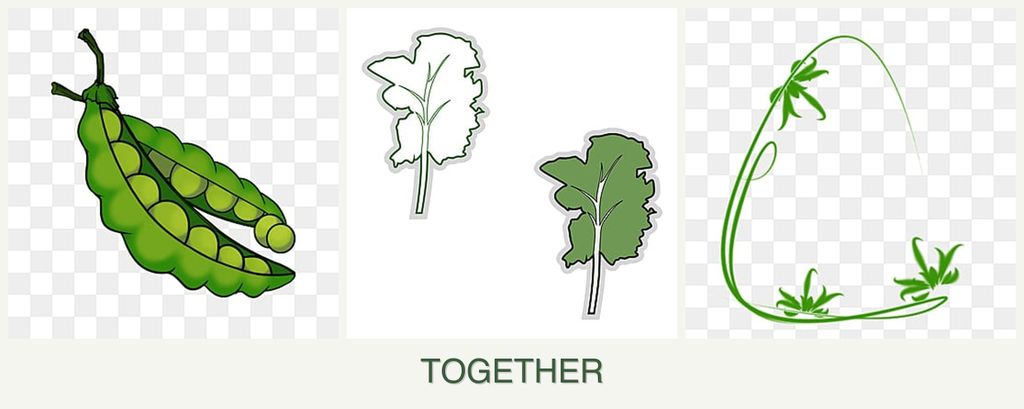 Can you plant peas, kale and tarragon together?