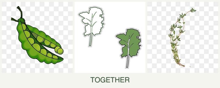 Can you plant peas, kale and thyme together?
