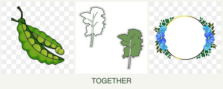 Can you plant peas, kale and zinnias together?