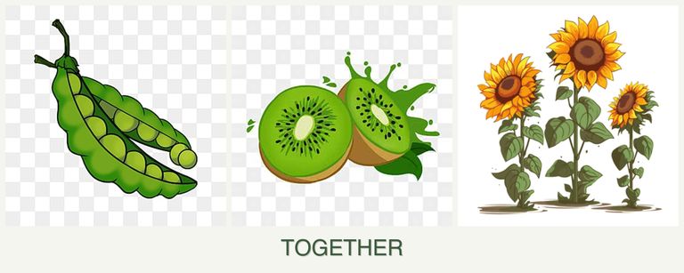 Can you plant peas, kiwi and sunflowers together?