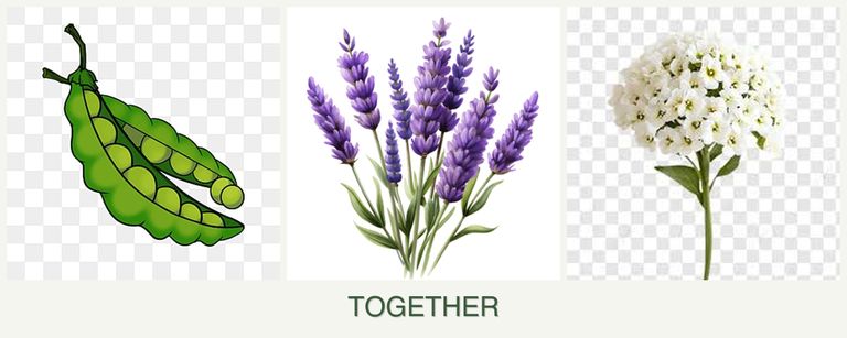Can you plant peas, lavender and alyssum together?
