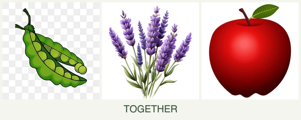 Can you plant peas, lavender and apples together?