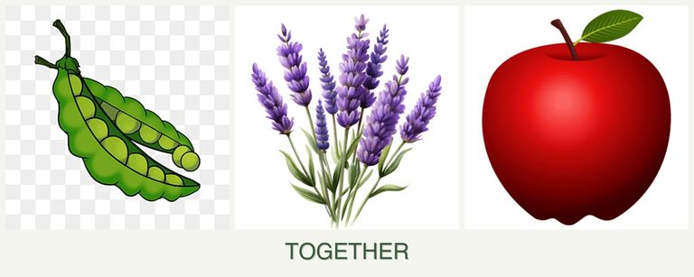 Can you plant peas, lavender and apples together?