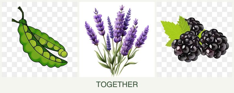 Can you plant peas, lavender and blackberries together?