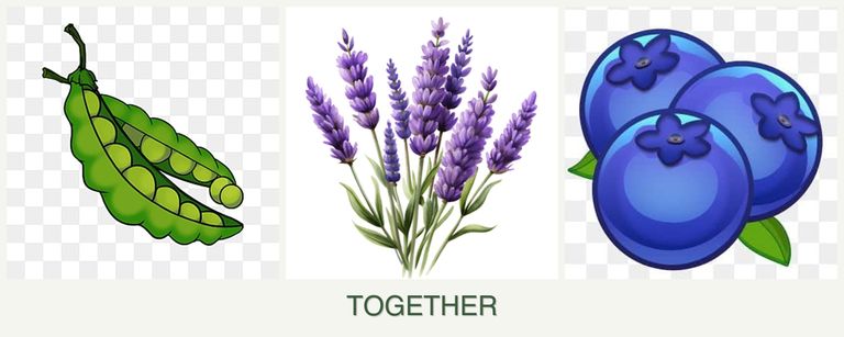 Can you plant peas, lavender and blueberries together?