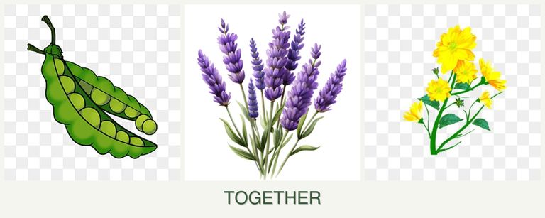 Can you plant peas, lavender and calendula together?