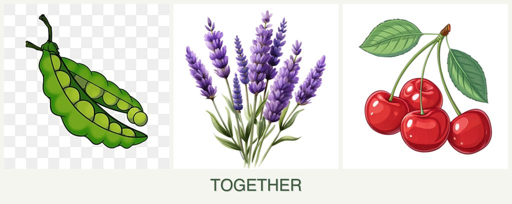 Can you plant peas, lavender and cherries together?