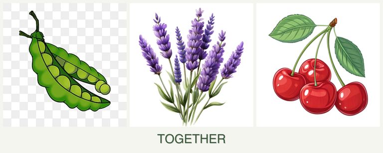 Can you plant peas, lavender and cherries together?