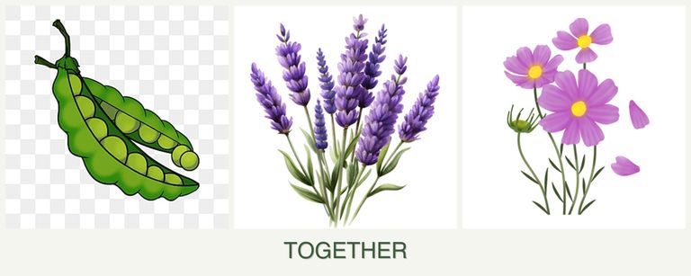 Can you plant peas, lavender and cosmos together?