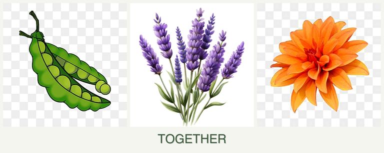 Can you plant peas, lavender and dahlias together?