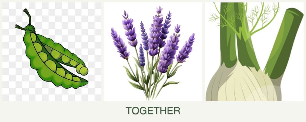 Can you plant peas, lavender and fennel together?