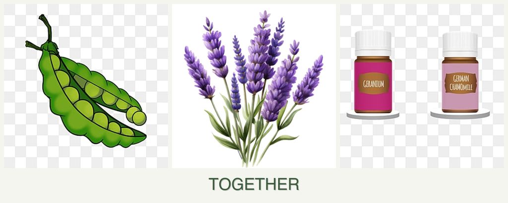 Can you plant peas, lavender and geraniums together?