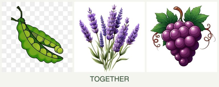 Can you plant peas, lavender and grapes together?