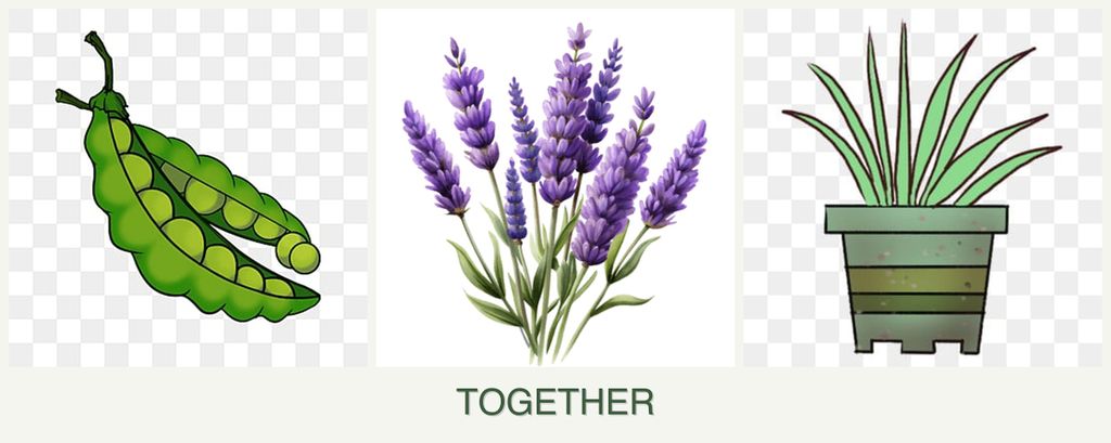 Can you plant peas, lavender and lemongrass together?