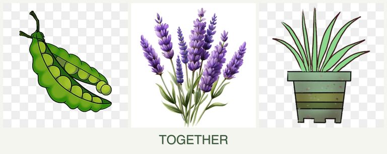 Can you plant peas, lavender and lemongrass together?